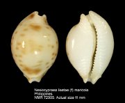 Nesiocypraea lisetae (f) maricola (2)